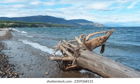 Severobaikalsk,  Buryatiya,  Russia, 08-22-2021: Shore of Lake Baikal, summer, sunny weather, tree trunk washed ashore by the waves - Shutterstock ID 2359368131