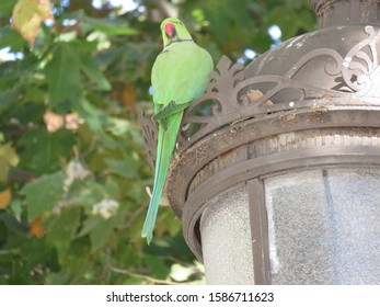 Sevilla/Spain - 29. September 2016: Photo Of A Little Green Parrot Bird  Sitting On A Trafic Lamp In The Street Of Sevilla