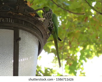 Sevilla/Spain - 29. September 2016: Photo Of A Little Green Parrot Bird  Sitting On A Trafic Lamp In The Street Of Sevilla