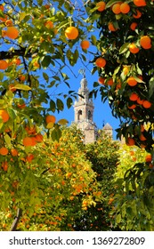 Seville Cathedral Through Orange Trees