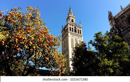 Seville, Oranges And Giralda Tower