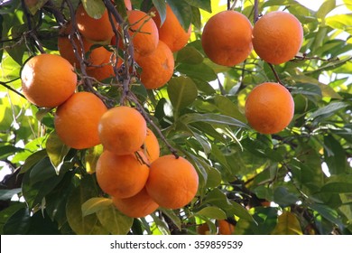 Seville Sour Oranges