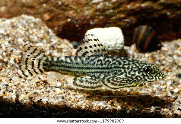 hillstream loach