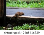 Sewer rats, brown rats, large house rats, or laboratory rats are one of the most common rat species found in urban areas.