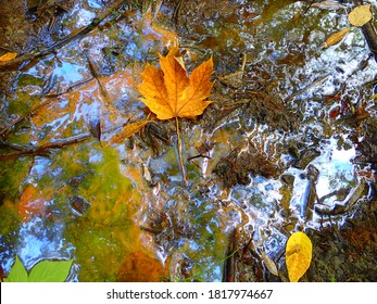 A Sewer Spill That Pollutes The Soil