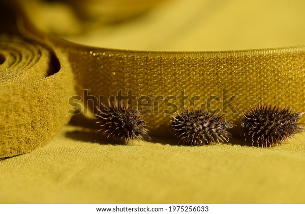 Sewing yellow Velcro tape in a roll closeup on a\
yellow background next to its natural counterpart prickly burdock\
nuts. Macro.