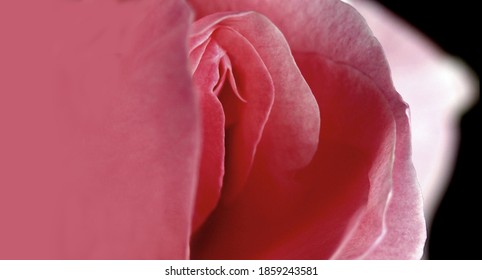 sex, pussy, vulva, clitoris, vagina, Orgasm, sexy, love, spring, bloom, petal, Erotic rose flower, Flower imitating the female sex, Photo with space for advertising, blank space for your text, 