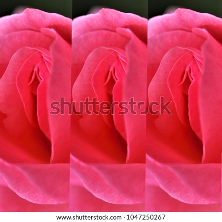 Noir rose pussys