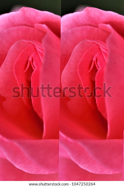 Sex Pussy Vulva Clitoris Vagina Orgasm Stock Photo Edit -5590