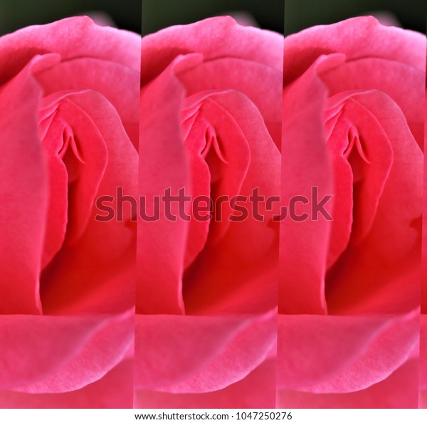 Sex Pussy Vulva Clitoris Vagina Orgasm Foto Stock 1047250276 Shutterstock 