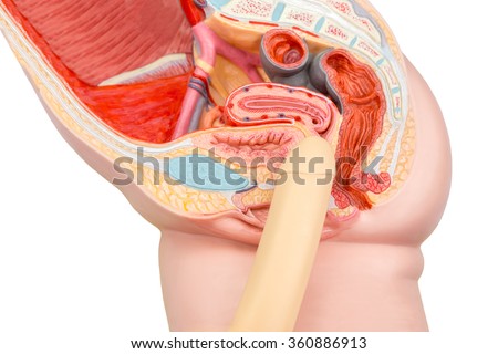 human anatomy during sex Videos of mckenzie paris being fucked