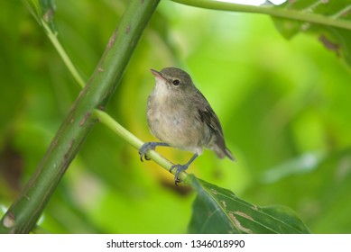 Seychelles Brush Warbler