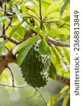 Seychelles - Fond Ferdinand - Soursop