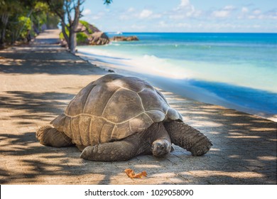 草龟 图片、库存照片和矢量图 | Shutterstock