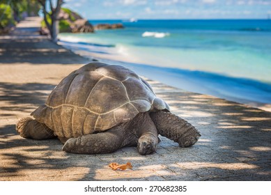 Seychelles Giant Tortoise 