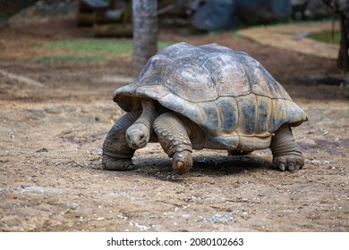 The Seychelles giant tortoise or aldabrachelys gigantea hololissa, also known as the Seychelles domed giant tortoise. Giant turtle in island Mauritius, close up