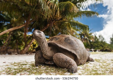 草龟 图片、库存照片和矢量图 | Shutterstock