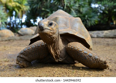Seychelles Giant Tortoises, (Aldabrachelys gigantea) in park. - Shutterstock ID 1443946592
