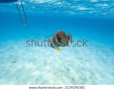 Seychelles IndianOcean fish underwater yacht