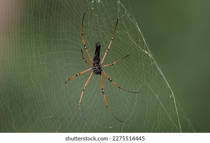 Seychelles Palm Spider Nephila inaurata seen in Nagarhole National Park, Kabini, Karnataka, India