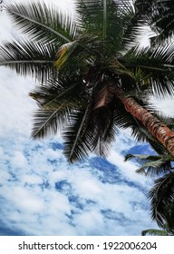 Seychelles Mahé Palm Tree Sky