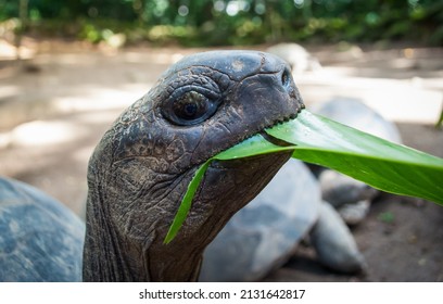 Seychelles Tortoise On Mahe Island