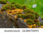 Seydisfjordur Iceland, moss and lichen on grave stone on a wet day