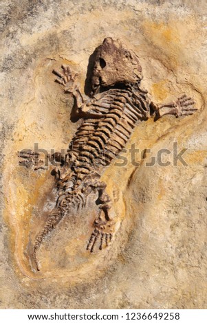 Seymouria baylorensis - articifial cast of fossil Early Permian period. Seymouria was a carnivorous, about one meter long amphibian, some of whose adaptations resembled reptiles