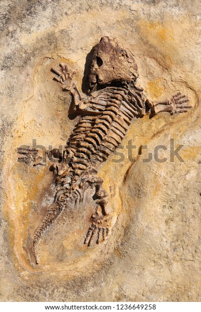 セイモリア バイローレンシス ペルム紀前期の化石の関節的な鋳造物 シーモリアは肉食性で 長さ約1メートルの両生類で その中には爬虫類に似たものもあった の写真素材 今すぐ編集