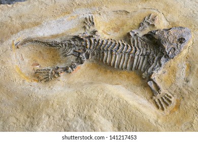 Seymouria, Fossilized Skeleton In The Prague Zoo