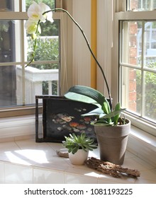 Shabby Chic Sunny Bathroom Decor With White Orchid, Potted Succulent And Old Antique Inlaid Wooden Tray