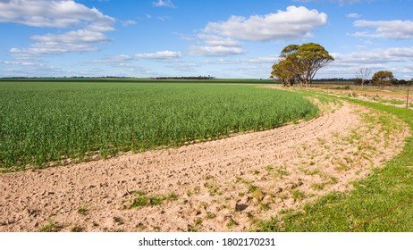 Shackleton, Shire of Bruce Rock, Western Australia - August 23, 2020: View of young wheat in a large field on a sunny day