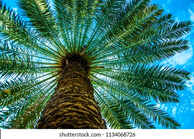 IN THE SHADE OF  DATE PALM TREE.
Bottom View Of A Date Palm Tree. View From Saudi Arabia (KSA) Madina.