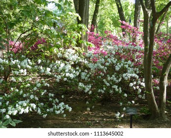 Toledo Botanical Garden Images Stock Photos Vectors Shutterstock