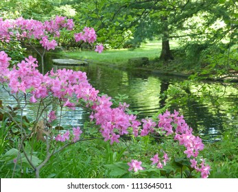 Shade garden at Toledo Botanical Gardens, Toledo, Ohio, Azaleas, Rhododendron