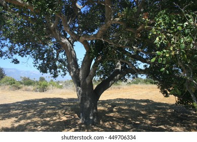 Shade Oak Tree, Santa Barbara County, CA