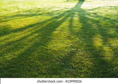 Shade Of A Tree Branches On Turf Grass  In Park