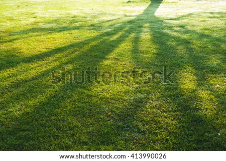 shade of a tree branches on turf grass  in park