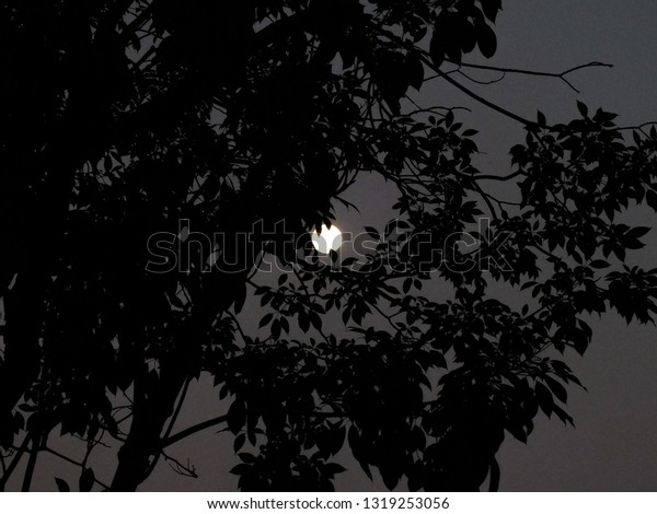 Shade of tree
and leaves in the dark moon
light