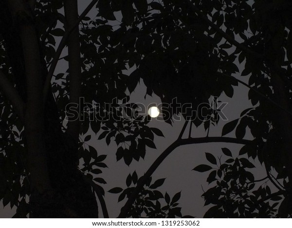 Shade of tree\
and leaves in the dark moon\
light