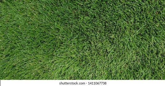 Shade Tuff Zoysia (Matrella) Grass. Unfiltered, Taken From Directly Above Slab On Pallet.