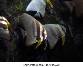 Shaded Batfish Platax Pinnatus Siquijor Philippines