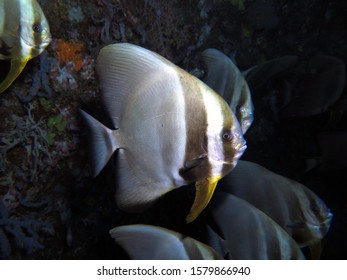 Shaded Batfish Platax Pinnatus Siquijor Philippines