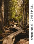 Shaded boardwalk in the woods surrounding Jordan Pond. Located in Acadia National Park, Maine.