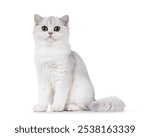 Shaded British Shorthair cat kitten, sitting up side ways. Looking towards camera. Isolated on a white background.