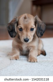 Longhaired Miniature Dachshund Images Stock Photos Vectors