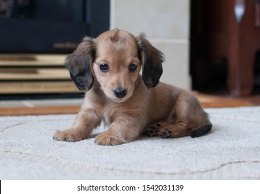 Longhaired Miniature Dachshund Images Stock Photos Vectors