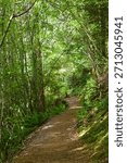 A shaded forest path winds through lush greenery along Robe Canyon Trail in Washington, surrounded by ferns, sunlight, and dense Pacific Northwest woodland.