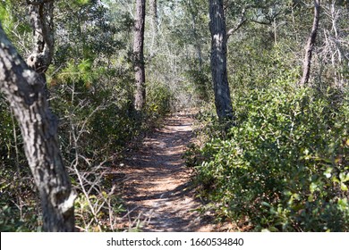 A Shaded Nature Trail In The Woods Of North Florida. 