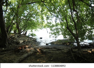 Shaded Wood By The Susquehanna River